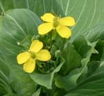 �`���Q���T�C�̉�